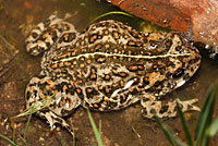 Amargosa Toad