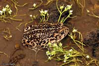 Amargosa Toad