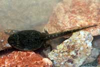 Amargosa Toad tadpole