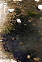 Amargosa Toad tadpoles