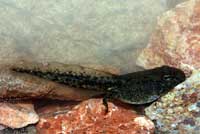 Amargosa Toad tadpole