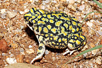 Sonoran Green Toad