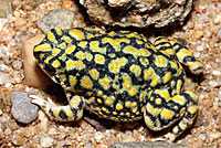 Sonoran Green Toad