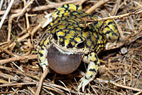 Sonoran Green Toad