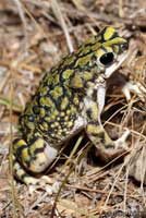 Sonoran Green Toad