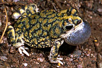 Sonoran Green Toad