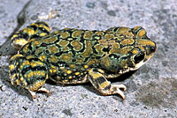 Sonoran Green Toad