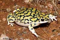 Sonoran Green Toad