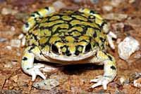 Sonoran Green Toad