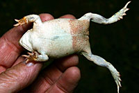 Sonoran Green Toad