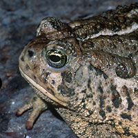 Southwestern Woodhouse's Toad