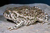 Southwestern Woodhouse's Toad