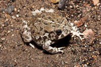 Southwestern Woodhouse's Toad