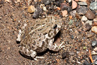 Southwestern Woodhouse's Toad