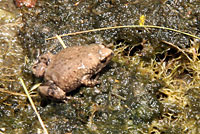 Great Plains Narrow-mouthed Toad