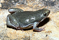 Great Plains Narrow-mouthed Toad