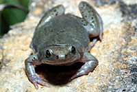 Great Plains Narrow-mouthed Toad