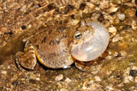 Canyon Treefrog