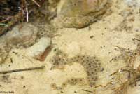 Canyon Treefrog eggs