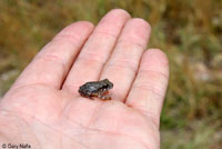 Canyon Treefrog