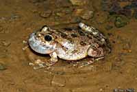 Canyon Treefrog