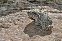 Canyon Treefrog