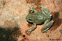 Canyon Treefrog