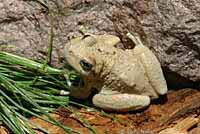 Canyon Treefrog