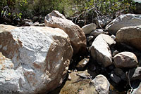 Canyon Treefrog