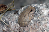 Canyon Treefrog