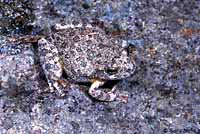 Canyon Treefrog