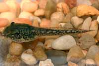 Canyon Treefrog tadpole