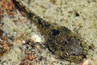 Canyon Treefrog tadpole