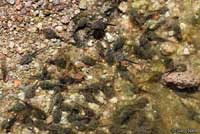 Canyon Treefrog tadpole