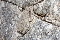 Canyon Treefrog