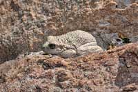 Canyon Treefrog