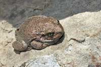 Canyon Treefrog