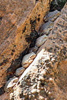 Canyon Treefrog