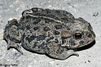 Hot Creek Toad