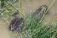 Hot Creek Toad