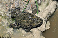 Hot Creek Toad