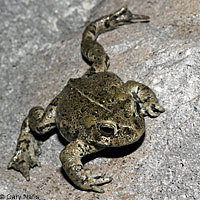 Hot Creek Toad