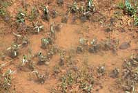 Arizona Treefrog eggs