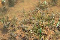 Arizona Treefrog eggs