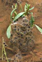 Arizona Treefrog eggs