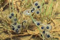 Arizona Treefrog eggs