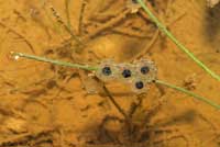 Arizona Treefrog eggs