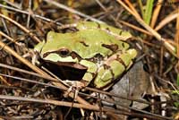 Arizona Treefrog