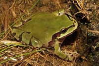 Arizona Treefrog