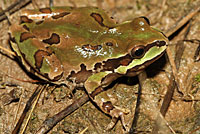 Arizona Treefrog